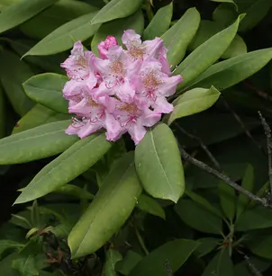 Pacific Rhododendron (Rhododendron macrophyllum)