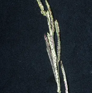 Fall Panicgrass (Panicum dichotomiflorum)