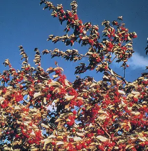 Silver Buffaloberry (Shepherdia argentea)