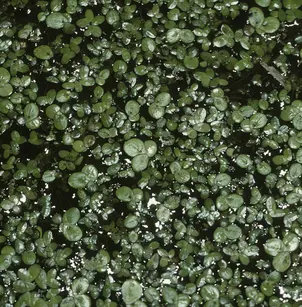 Common Duckweed (Lemna minor)