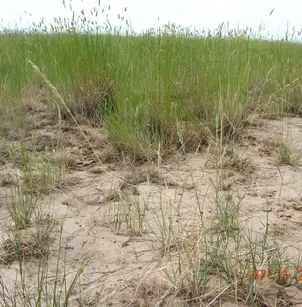 Western Wheatgrass (Pascopyrum smithii)