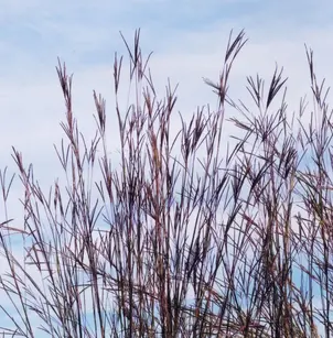 Big Bluestem (Andropogon gerardii)