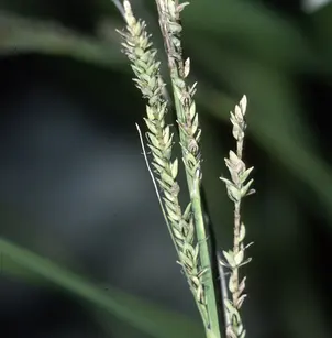 Twisted Sedge (Carex torta)