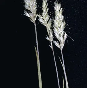 Spike Trisetum (Trisetum spicatum)