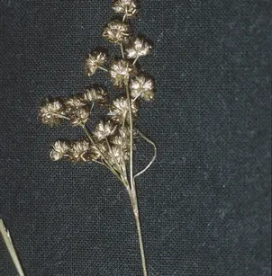 Grassleaf Rush (Juncus marginatus)