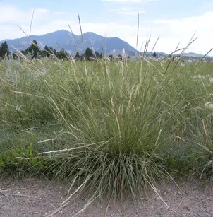 Green Needlegrass (Nassella viridula)