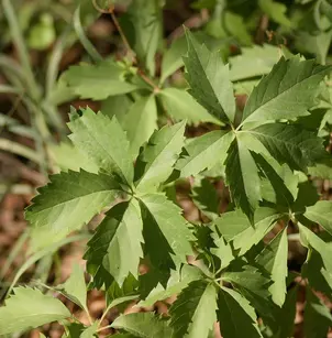 Virginia Creeper (Parthenocissus quinquefolia)