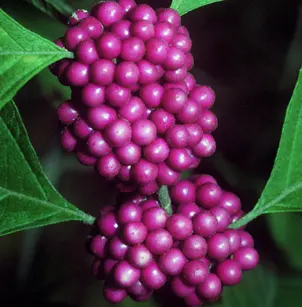 American Beautyberry (Callicarpa americana)