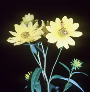 Sawtooth Sunflower (Helianthus grosseserratus)