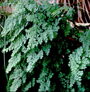 Common Maidenhair (Adiantum capillus-veneris)