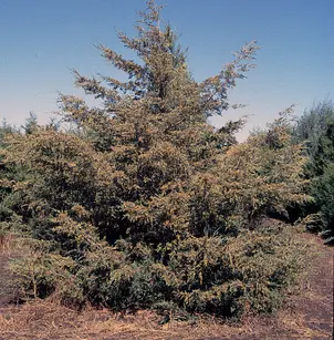 Eastern Redcedar (Juniperus virginiana)