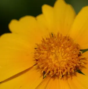Lanceleaf Tickseed (Coreopsis lanceolata)