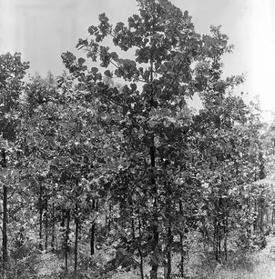 Blackjack Oak (Quercus marilandica)