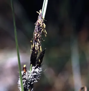 Slough Sedge (Carex obnupta)