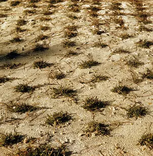 St. Augustine Grass (Stenotaphrum secundatum)