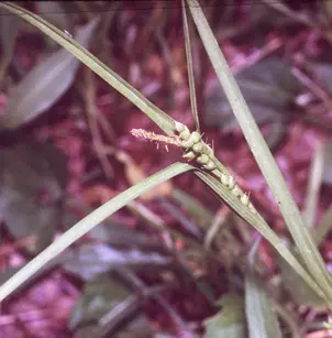 Limestone Meadow Sedge (Carex granularis)