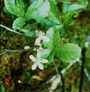 Bristly Dewberry (Rubus hispidus)