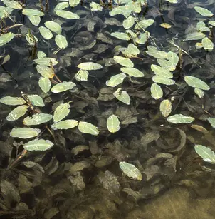 Largeleaf Pondweed (Potamogeton amplifolius)
