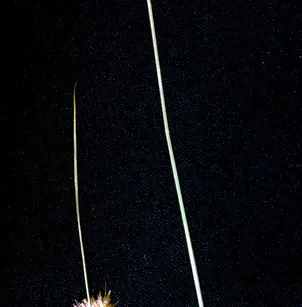 Colorado Rush (Juncus confusus)