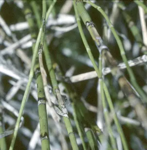 Water Horsetail (Equisetum fluviatile)