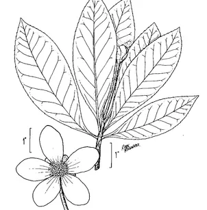 Lob Lolly Bay (Gordonia lasianthus)