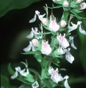 Canada Germander (Teucrium canadense)