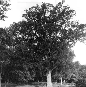 Swamp White Oak (Quercus bicolor)