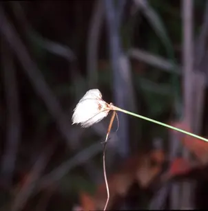 Tall Cottongrass (Eriophorum angustifolium)