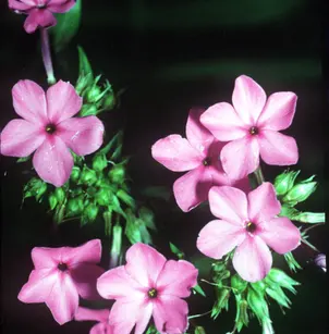 Smooth Phlox (Phlox glaberrima)