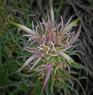 Downy Paintedcup (Castilleja sessiliflora)