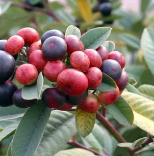 Coffeeberry (Frangula californica)