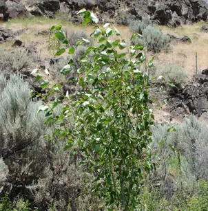 Black Cottonwood (Populus balsamifera subsp. trichocarpa)