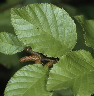 Mountain Alder (Alnus viridis subsp. crispa)