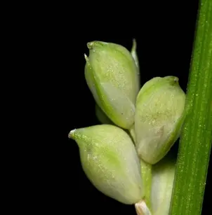 Eastern Woodland Sedge (Carex blanda)