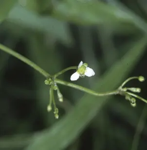 American Water Plantain (Alisma subcordatum)