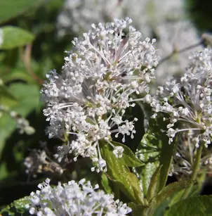 New Jersey Tea (Ceanothus americanus)