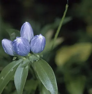 Bottle Gentian (Gentiana clausa)