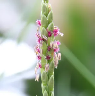 Seashore Paspalum (Paspalum vaginatum)