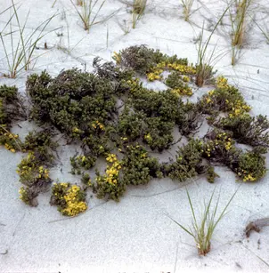Woolly Beachheather (Hudsonia tomentosa)