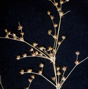 Jointleaf Rush (Juncus articulatus)