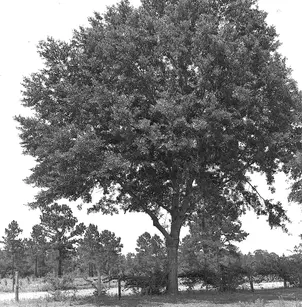 Water Oak (Quercus nigra)