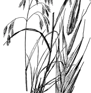 Fringed Brome (Bromus ciliatus)