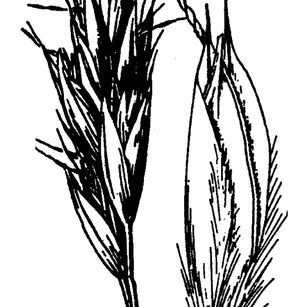 Timber Oatgrass (Danthonia intermedia)