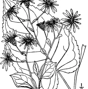 Bigleaf Aster (Eurybia macrophylla)