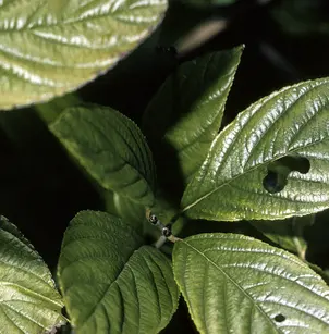 Alderleaf Buckthorn (Rhamnus alnifolia)