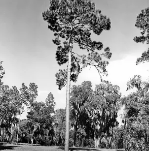 Pond Pine (Pinus serotina)