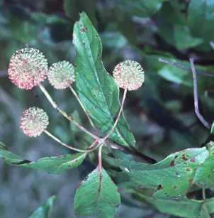 Button Bush (Cephalanthus occidentalis)