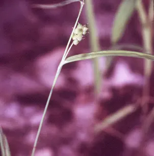 Thinfruit Sedge (Carex flaccosperma)