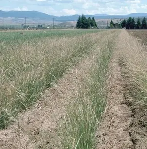 Mountain Brome (Bromus marginatus)