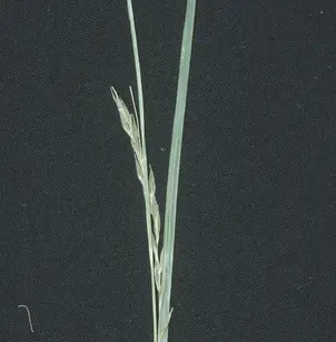 White Edge Sedge (Carex debilis)